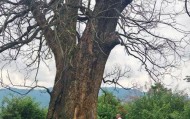 判了！四名男子钻孔灌注农药，毒死5棵百年古樟树
