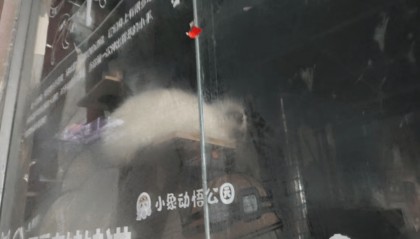 网友谴责河南新县一萌宠园过年期间无人看管，有宠物死亡 居委会：每天都有人投喂，现已清洁打扫