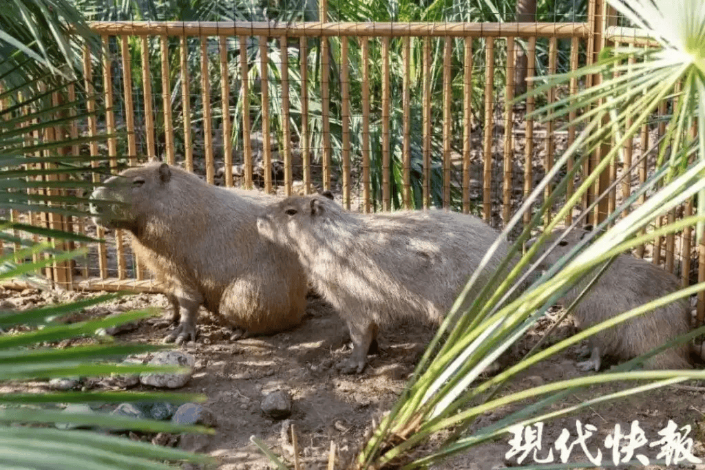 水豚“豆包”出逃已40天，扬州茱萸湾景区追加悬赏