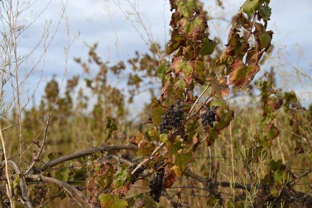 “这是我从业30年来最严峻的局面”