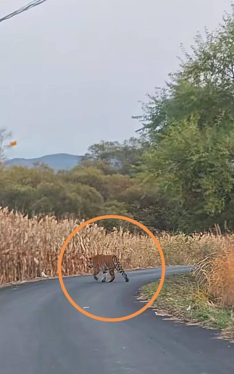 男子在珲春村道上偶遇野生东北虎，乡政府：已对村民预警提示，当地属东北虎豹国家公园保护区