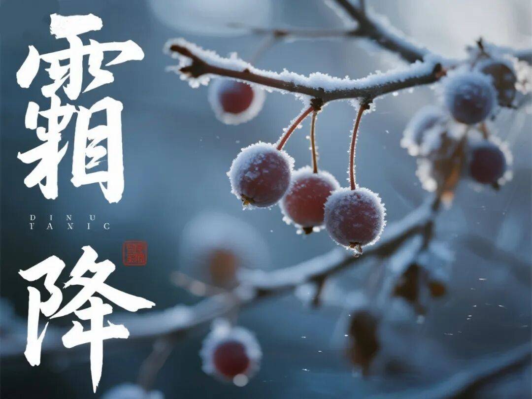 今日霜降|菊黄迎晚秋 天寒露成霜