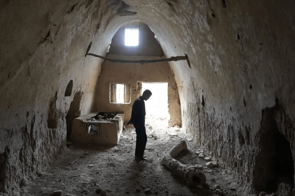 五百块从树农手里买走，数万、十几万卖到别墅区：一棵老柿树的奇幻漂流