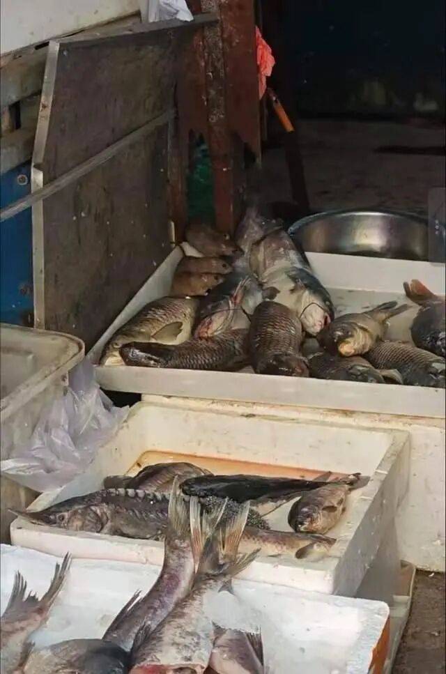 山东济南一市场卖鱼档口多只老鼠啃食鲜鱼，市监回应：已收到相关反映，正在处理当中，涉事鱼档已关停，已对市场进行消杀