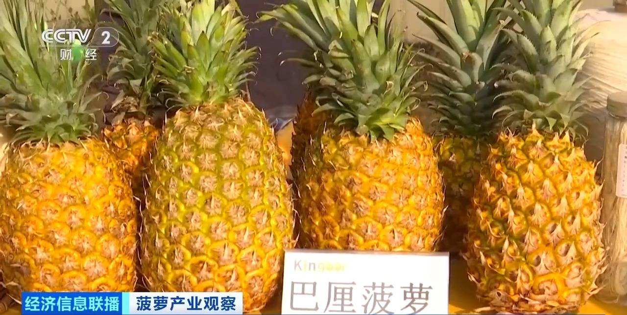 “菠萝的海”丰收了 全国三分之一的菠萝来自这里